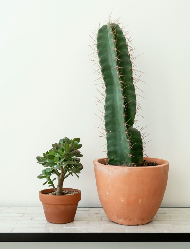 Living Plants